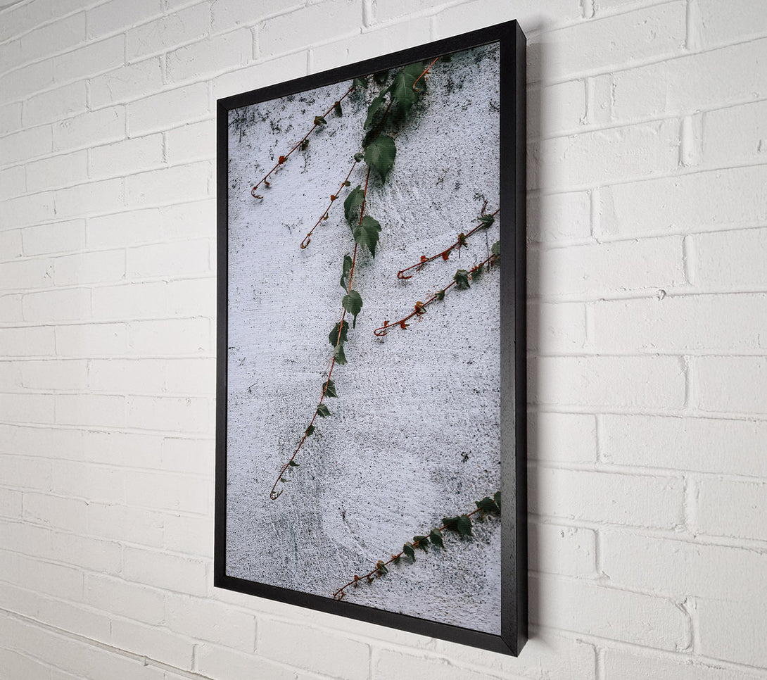  A Canvas Print of White Wall Vines Canvas Print