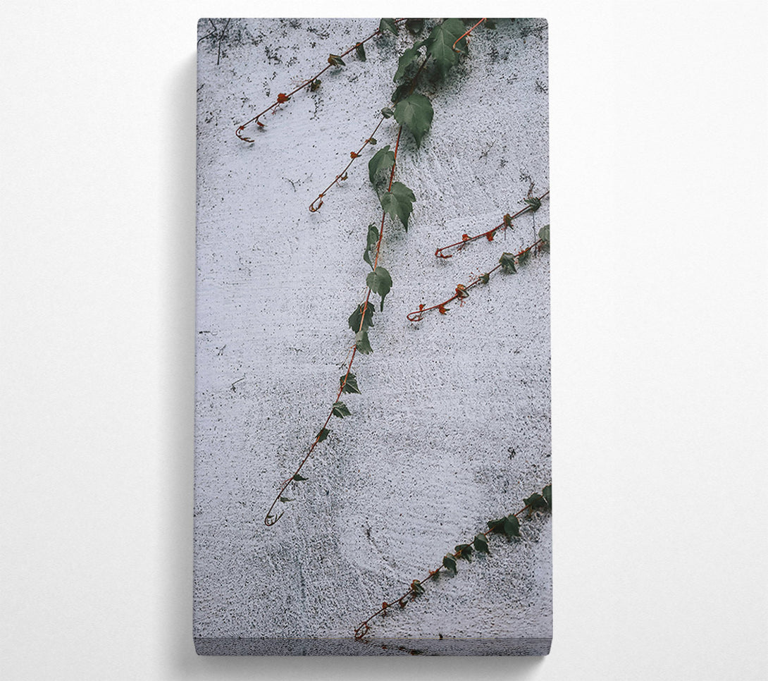  A Canvas Print of White Wall Vines Canvas Print