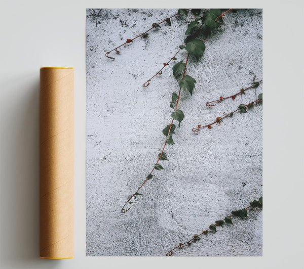 White Wall Vines Print