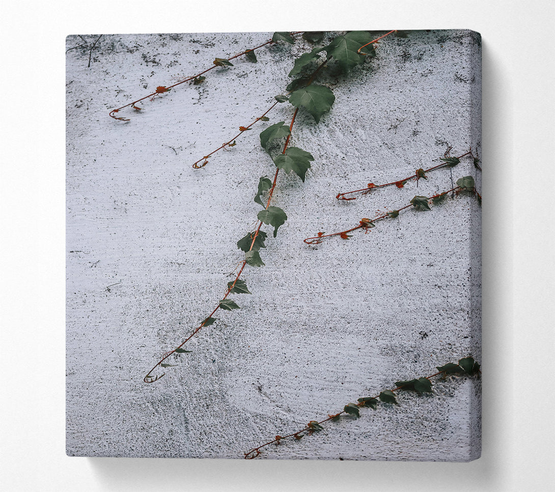  A Canvas Print of White Wall Vines Canvas Print
