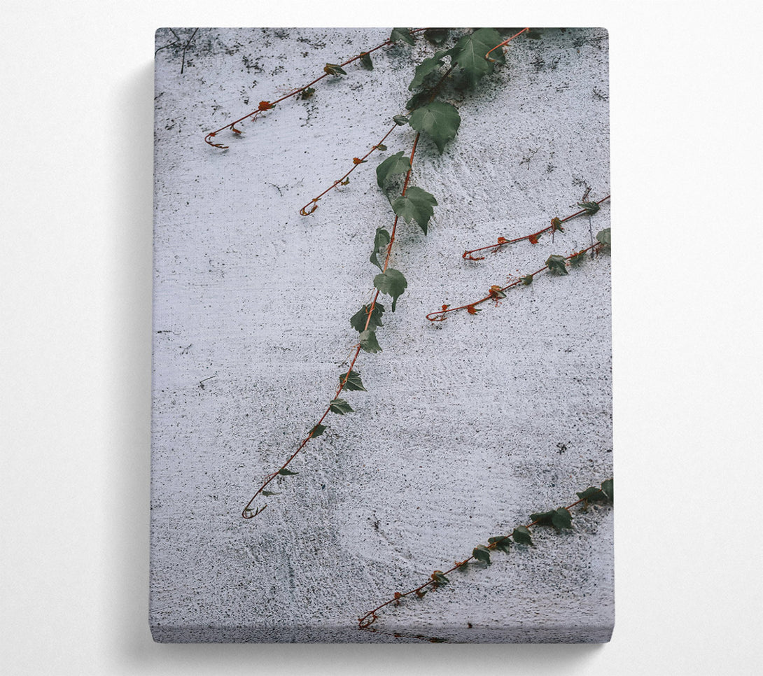  A Canvas Print of White Wall Vines Canvas Print