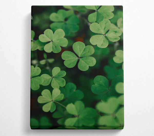  A Canvas Print of Emerald Clover Field Canvas Print