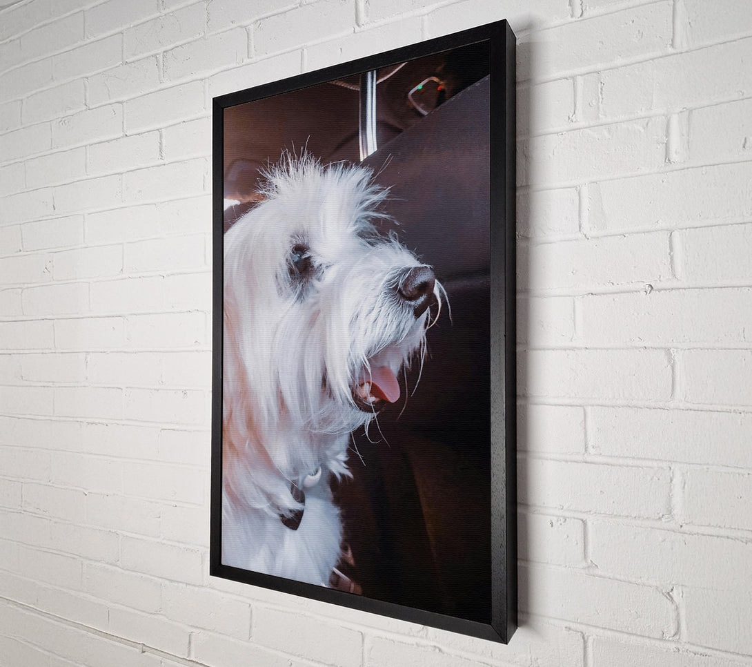  A Canvas Print of White Furry Passenger Canvas Art
