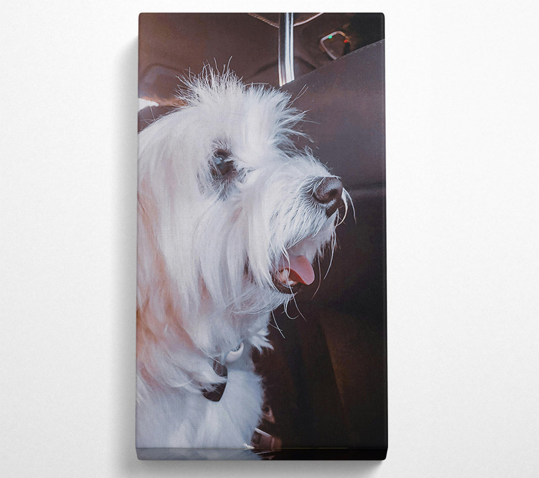  A Canvas Print of White Furry Passenger Canvas Art