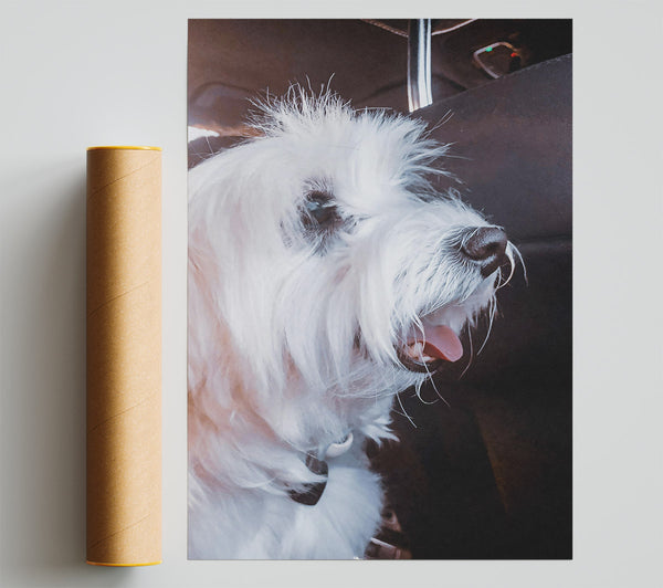 White Furry Passenger Giclee Print