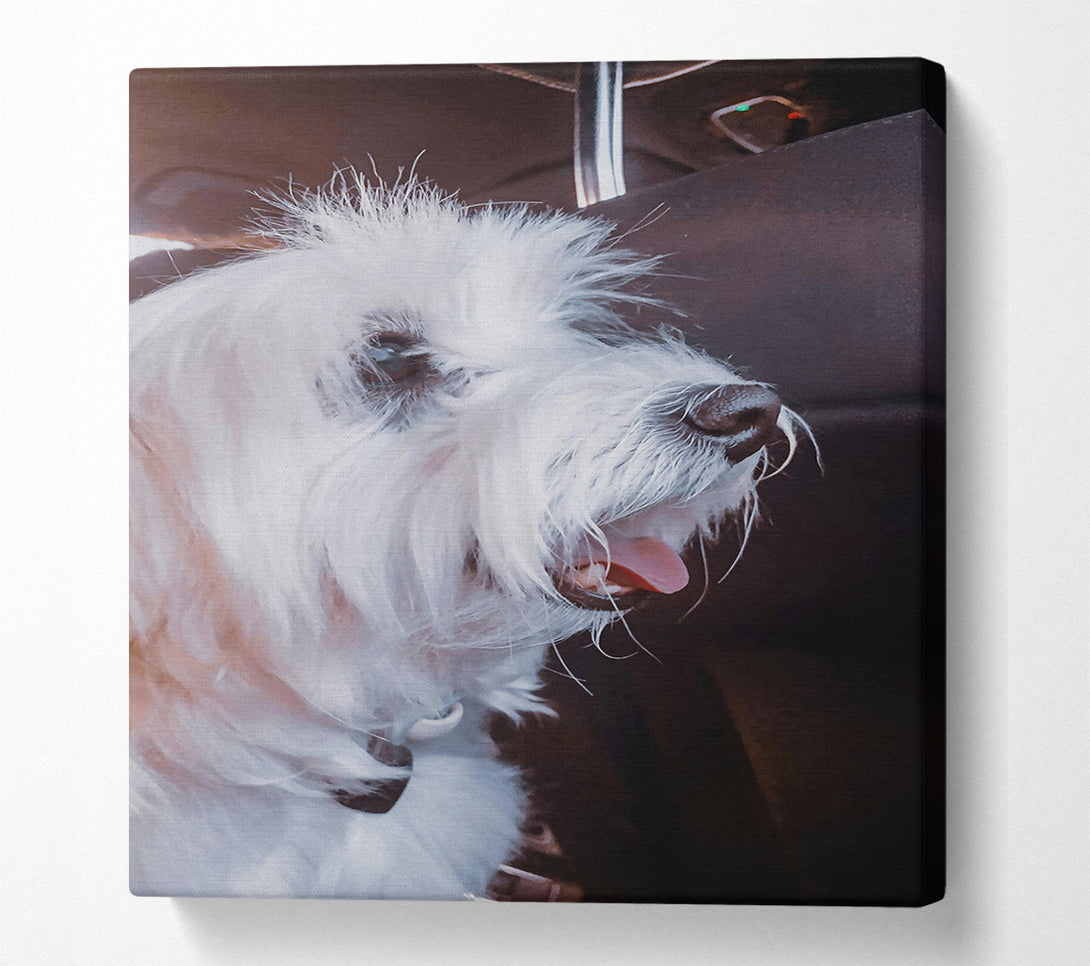  A Canvas Print of White Furry Passenger Canvas Art
