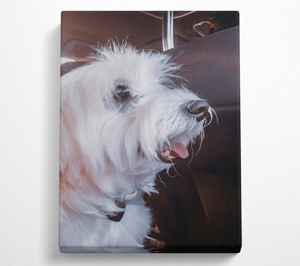  A Canvas Print of White Furry Passenger Canvas Art
