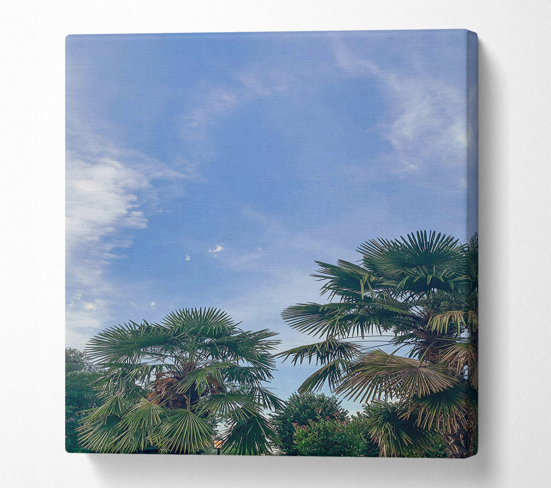  A Canvas Print of Azure Sky Palms Canvas Print