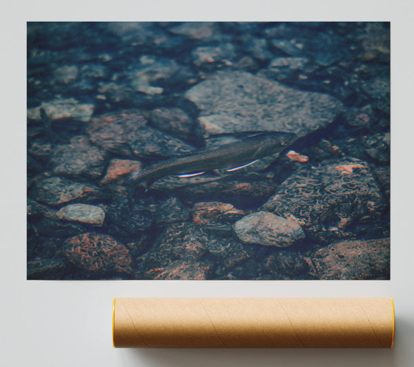 Blue River Fish Poster