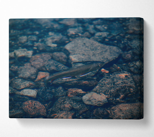  A Canvas Print of Blue River Fish Canvas Art