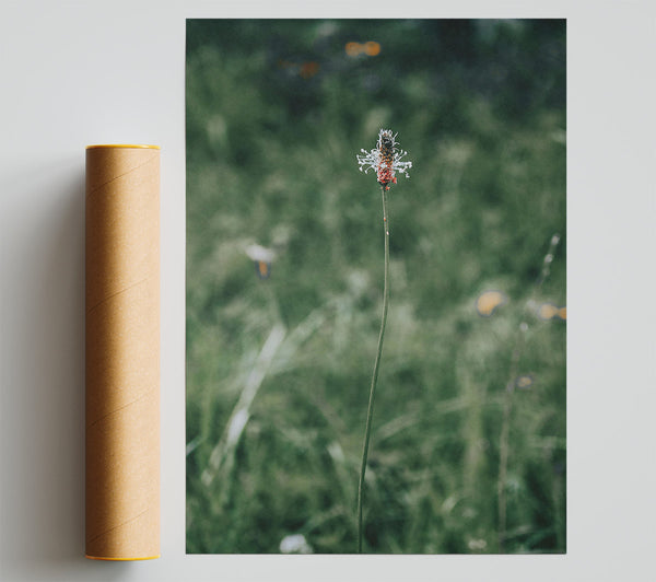 Green, White And Red Bloom Poster