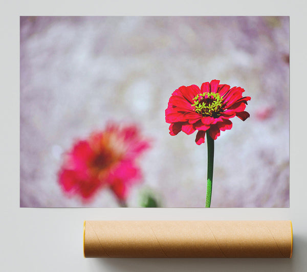 Crimson Bloom In Focus Print