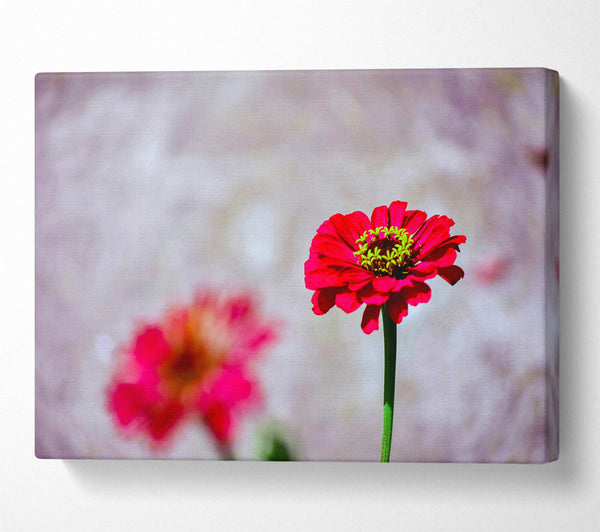  A Canvas Print of Crimson Bloom In Focus Canvas Art
