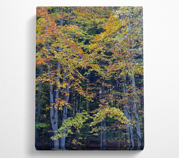  A Canvas Print of Golden Forest Hues Canvas Print