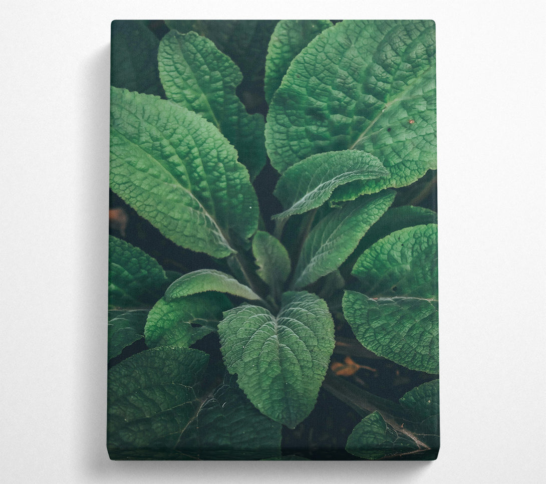  A Canvas Print of Emerald Leaf Embrace Canvas Art