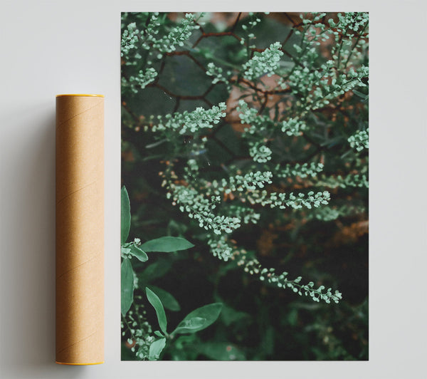Green Blooms On Wire Giclee Print