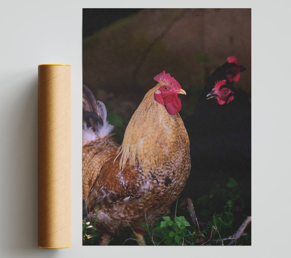 Golden Rooster In The Grass Poster