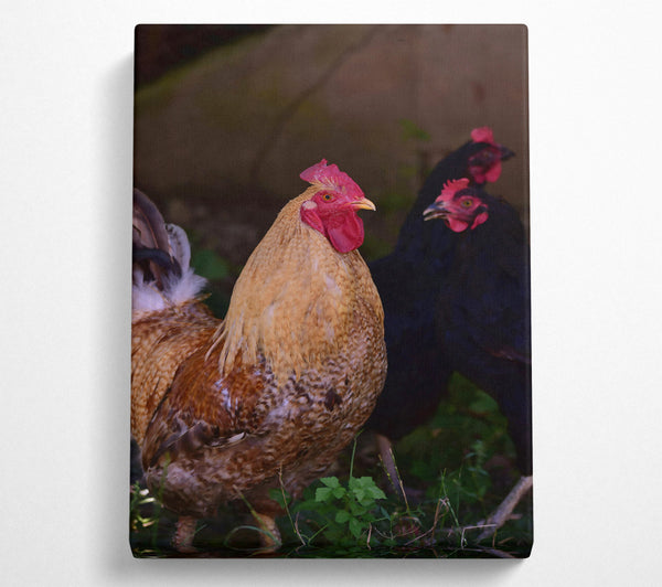  A Canvas Print of Golden Rooster In The Grass Canvas Print