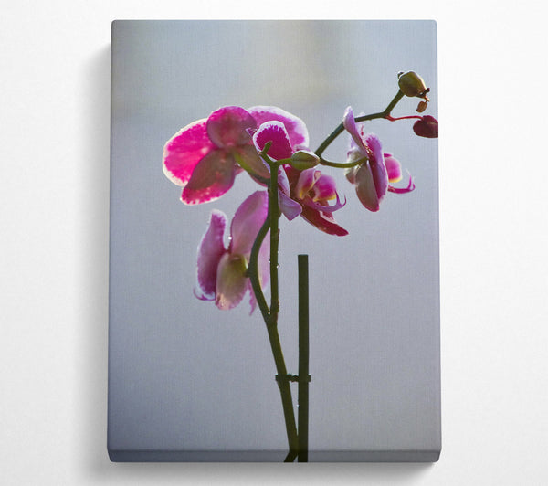  A Canvas Print of Pink Orchid Bloom Canvas Wall Art