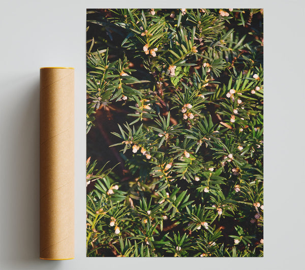 Green Spring Blossoms Print