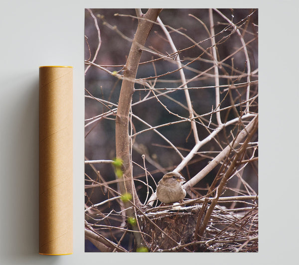 Brown Sparrow'S Perch Poster