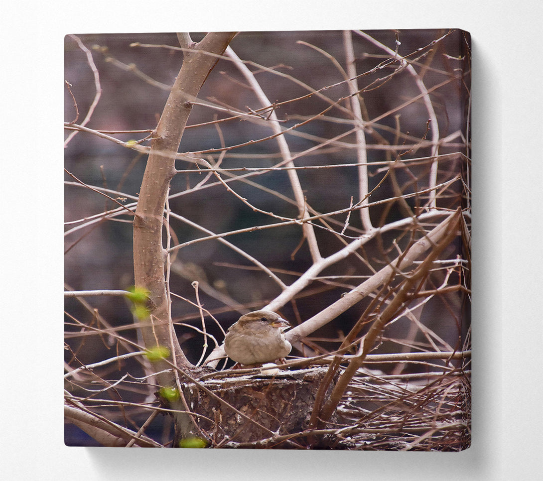  A Canvas Print of Brown Sparrow'S Perch Canvas Wall Art