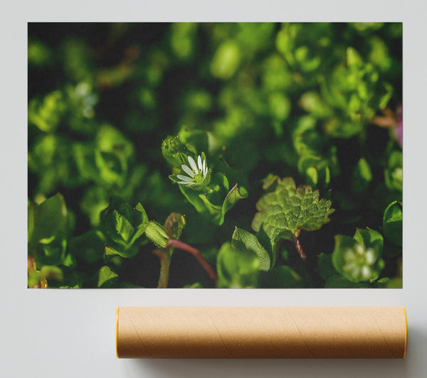 Green Bloom'S Whisper Giclee Print