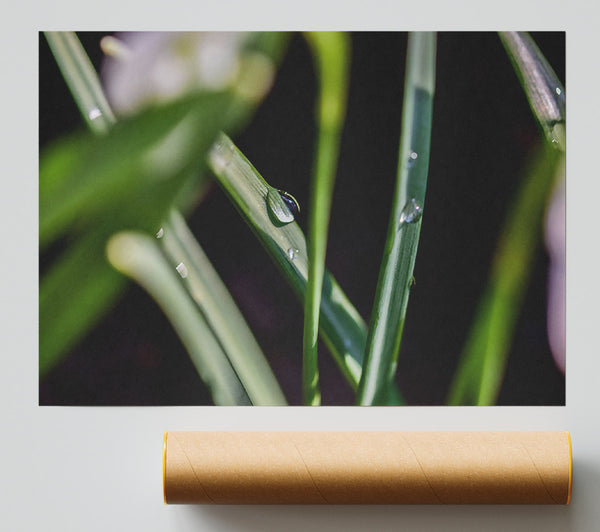 Emerald Dewdrop Print
