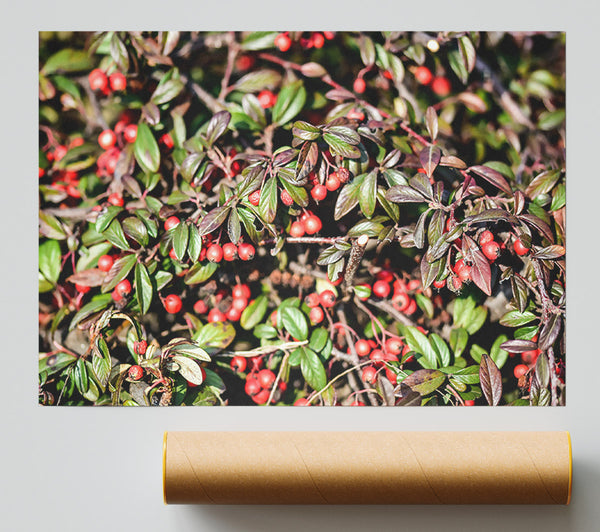 Red Berries And Green Leaves Poster