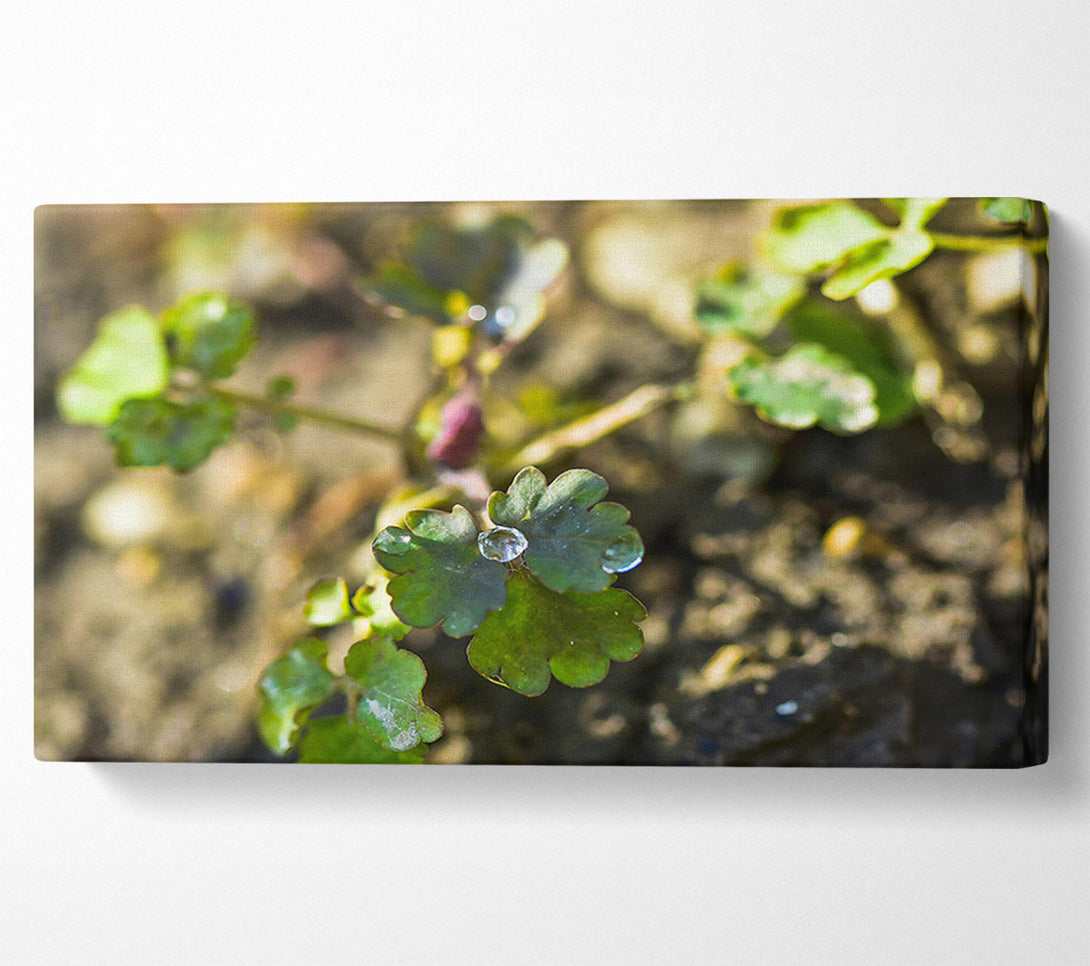  A Canvas Print of Emerald Green Dewdrop Canvas Print