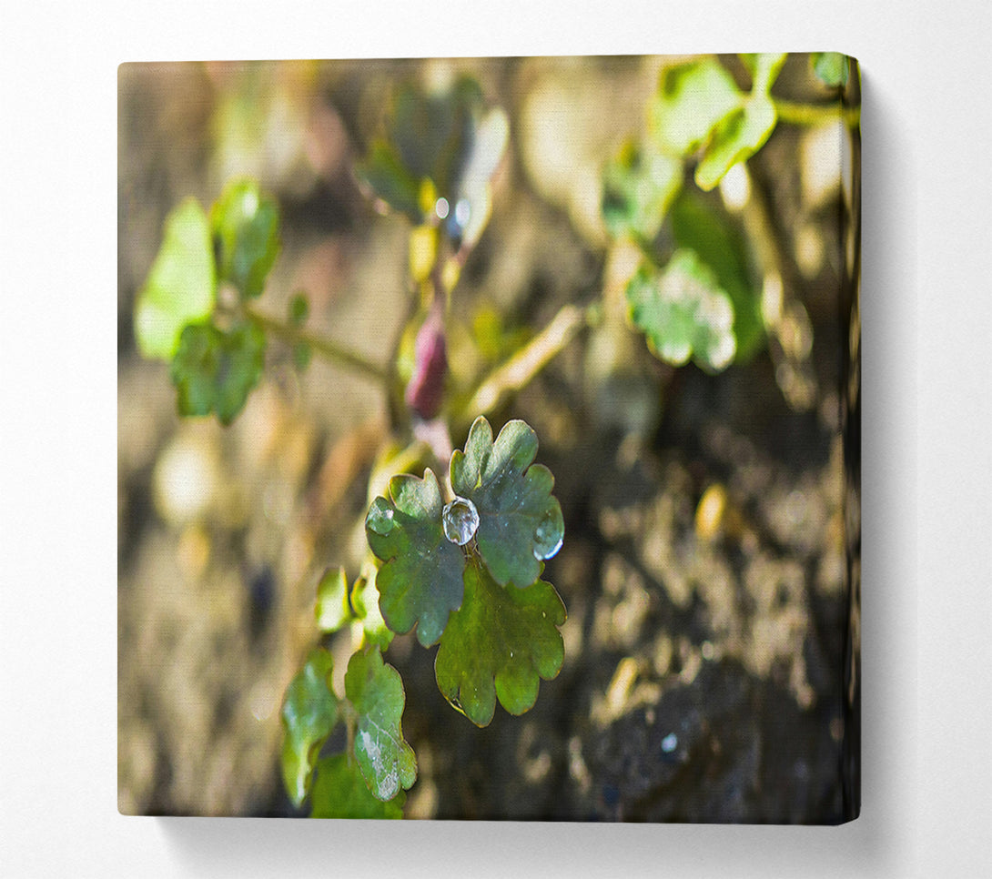  A Canvas Print of Emerald Green Dewdrop Canvas Print