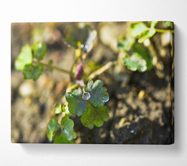  A Canvas Print of Emerald Green Dewdrop Canvas Print