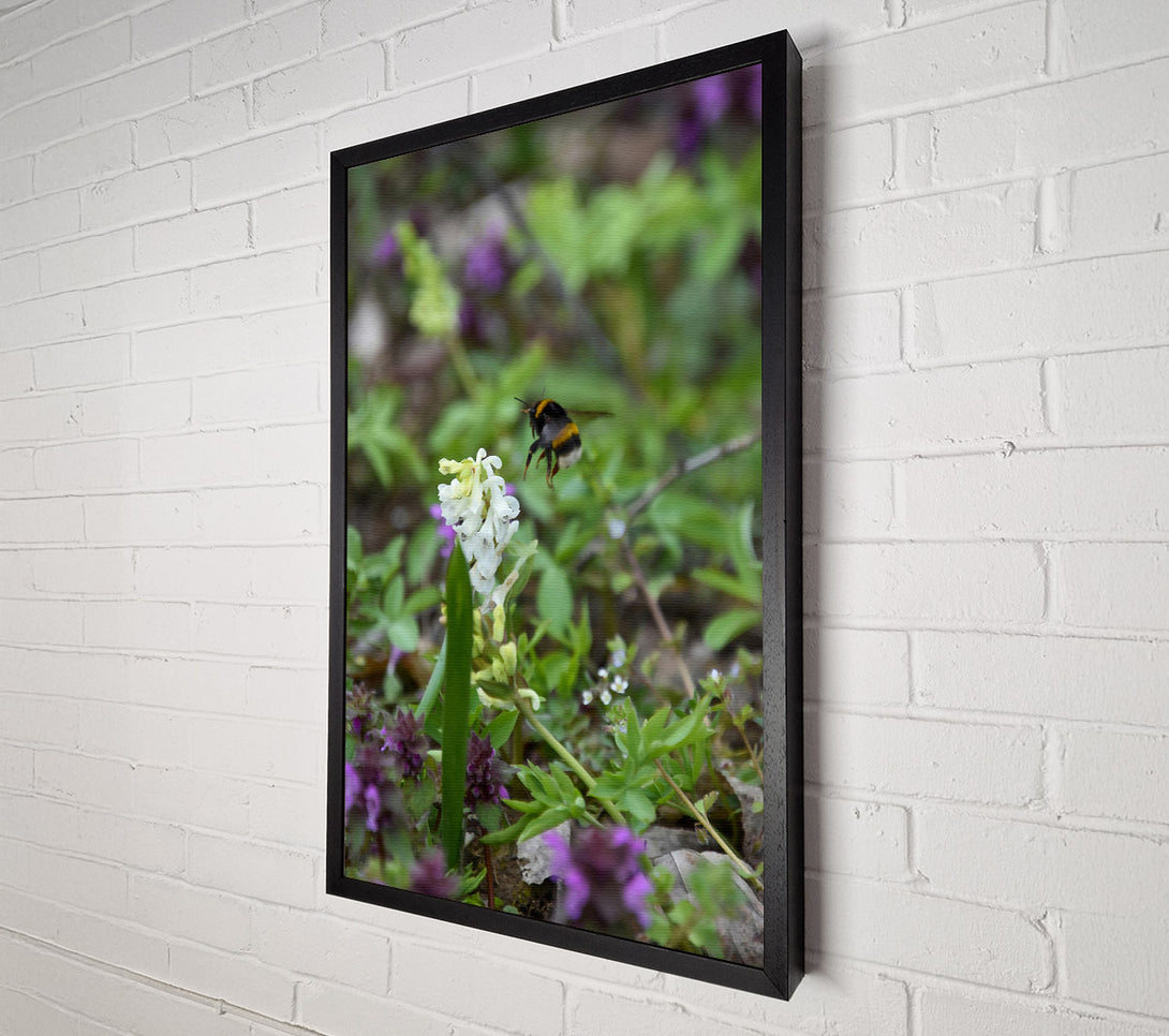  A Canvas Print of Green Bumble & White Bloom Canvas Wall Art