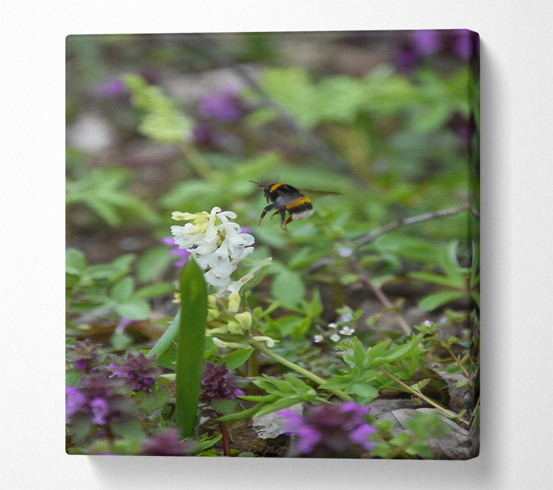  A Canvas Print of Green Bumble & White Bloom Canvas Wall Art