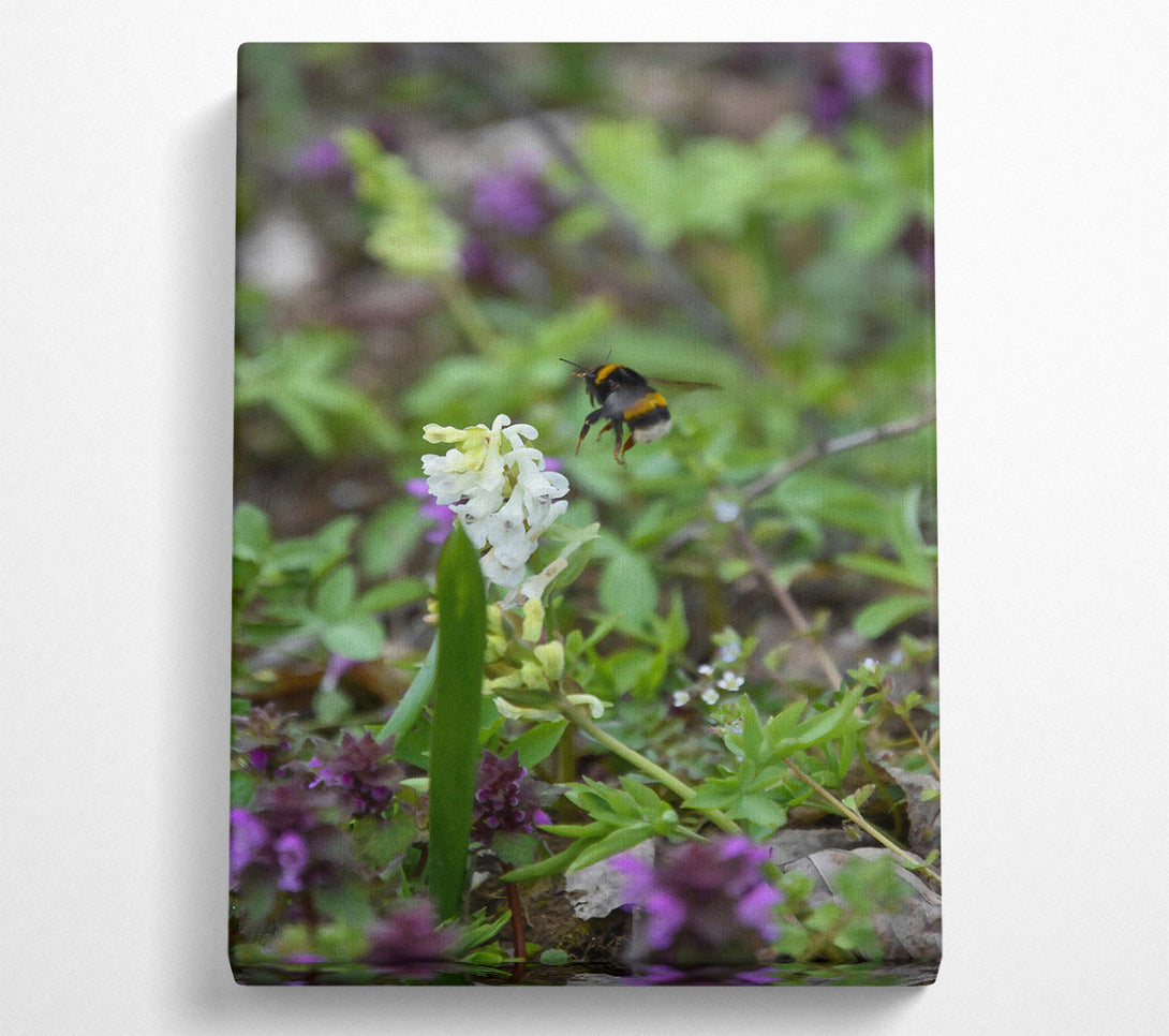  A Canvas Print of Green Bumble & White Bloom Canvas Wall Art