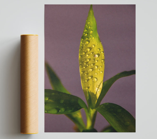 Golden Dewdrops Poster