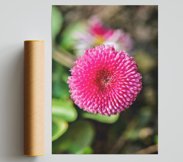 Pink Bloom Focus Giclee Print
