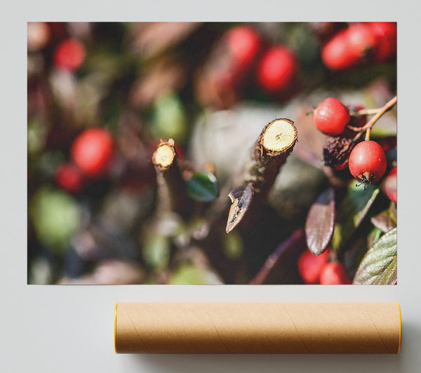 Red Berries & Branch Cut Giclee Print