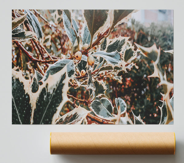 Emerald Holly Dewdrops Poster