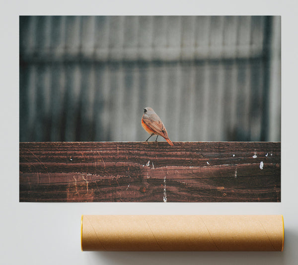The Red Bird'S View Print