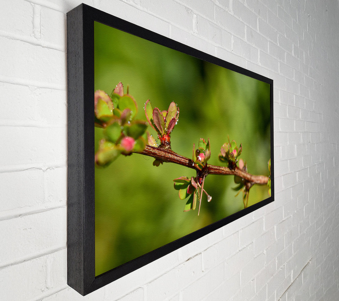  A Canvas Print of Green Branch Dewdrop Canvas Wall Art