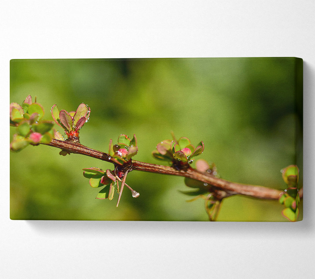  A Canvas Print of Green Branch Dewdrop Canvas Wall Art