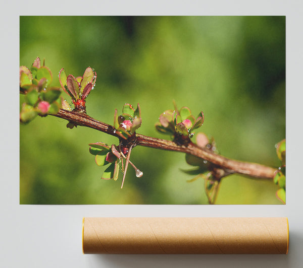 Green Branch Dewdrop Poster