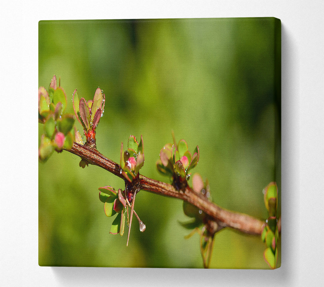  A Canvas Print of Green Branch Dewdrop Canvas Wall Art