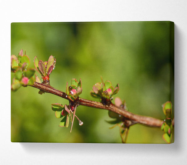  A Canvas Print of Green Branch Dewdrop Canvas Wall Art