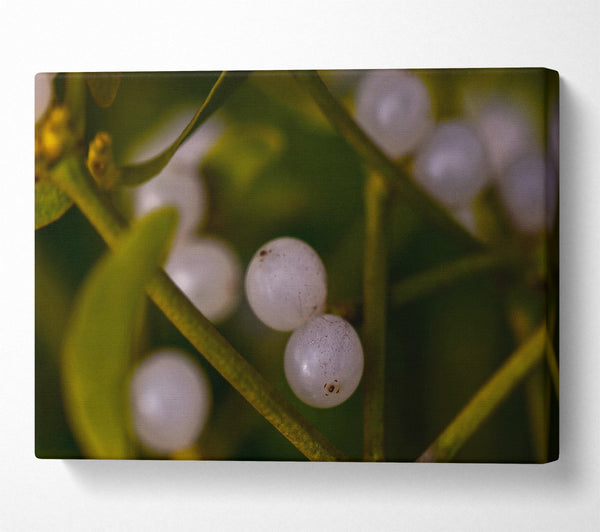  A Canvas Print of Green Mistletoe Berries Canvas Print