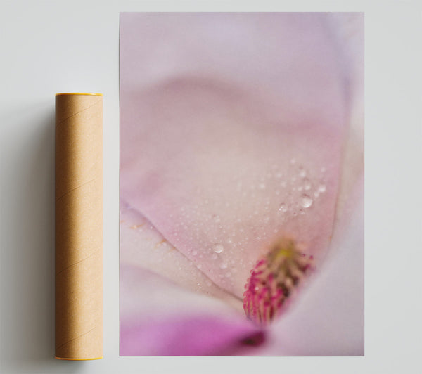 White Petal Dewdrops Print