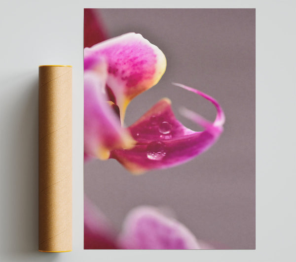 Pink Orchid Dewdrop Poster