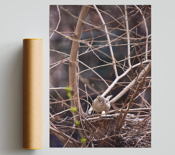 Brown Bird'S Nest Giclee Print