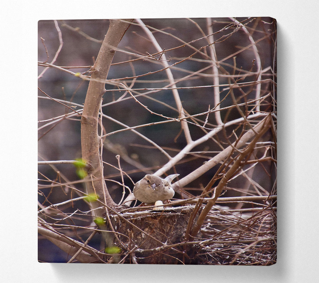  A Canvas Print of Brown Bird'S Nest Canvas Wall Art